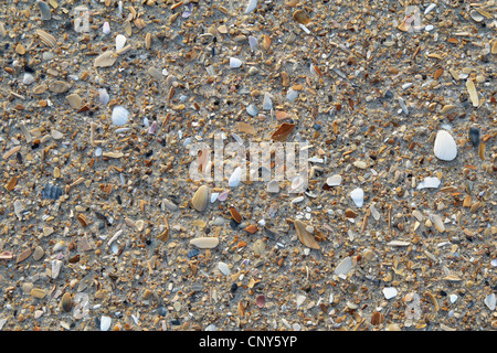 Bits of broken weathered sea shells and small pebbles on a sandy beach background Stock Photo