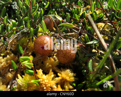 wild cranberry, bog cranberry, small cranberry, swamp cranberry (Vaccinium oxycoccos), with fruits, Germany, Lower Saxony Stock Photo