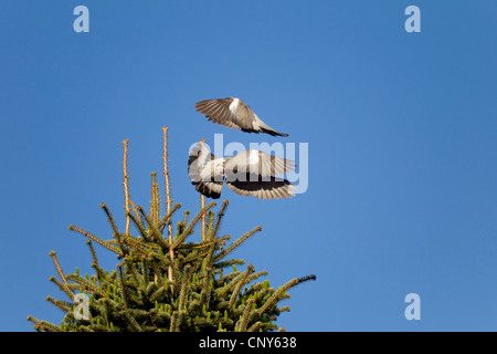 wood pigeon (Columba palumbus), two birds fighting in the air for a nesting place in a tree top, Germany, Schleswig-Holstein Stock Photo