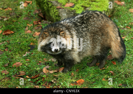 raccoon dog (Nyctereutes procyonoides), standing in a meadow Stock Photo