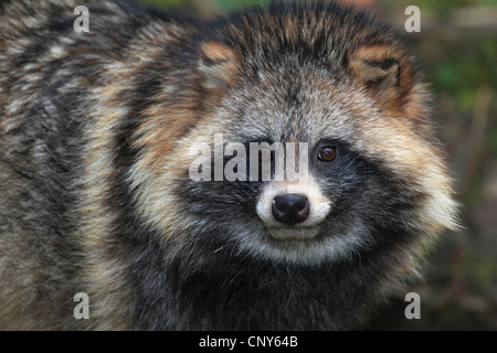 raccoon dog (Nyctereutes procyonoides), front portait Stock Photo