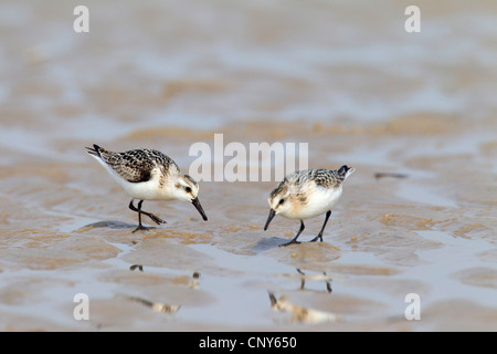 sanderling (Calidris alba), two birds in the summer plumage looking for food at the tideland ground, Denmark, Jylland Stock Photo
