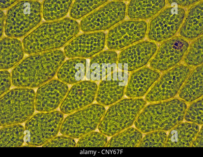 Cells with chloroplasts in Bryophytes (Mnium sp.), Norway Stock Photo