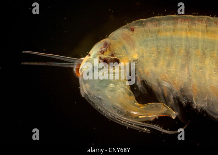 fairy shrimp (Branchipus stagnalis, Branchipus schaefferi), portrait of a male Stock Photo