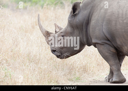 African White Rhino Stock Photo