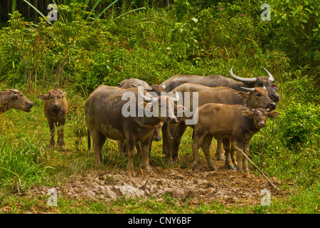 Asian water buffalo, wild water buffalo, carabao (Bubalus bubalis, Bubalus arnee), little herd with calves in a meadow, Thailand, Phuket Stock Photo