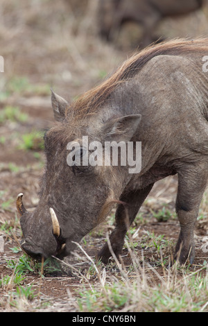 African warthog feeding Stock Photo