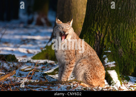 Eurasian lynx (Lynx lynx), yawning, Germany Stock Photo