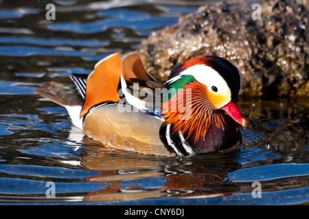 mandarin duck (Aix galericulata), male on a lake, Switzerland, Graubuenden Stock Photo