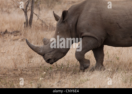 African White Rhino Stock Photo