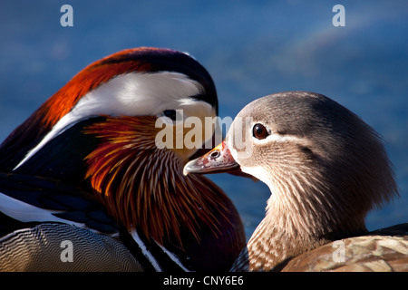 mandarin duck (Aix galericulata), pair vis a vis, Switzerland, Graubuenden Stock Photo