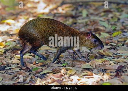 Central American agouti (Dasyprocta punctata), on the feed, Honduras, Copan Stock Photo