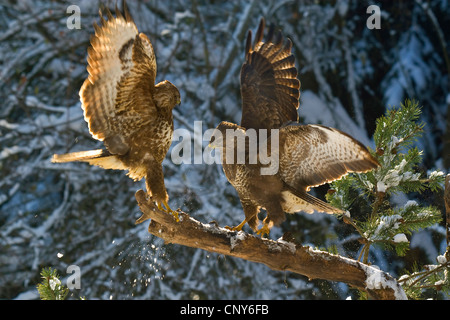 Eurasian buzzard (Buteo buteo), two fighting buzzards on a branch in winter, Switzerland, Sankt Gallen, L Anse Aux Meadows Stock Photo