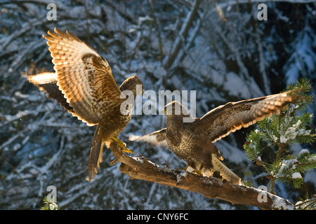 Eurasian buzzard (Buteo buteo), two fighting buzzards on a branch in winter, Switzerland, Sankt Gallen, L Anse Aux Meadows Stock Photo