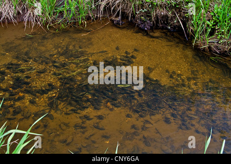 freshwater pearl mussel (Scottish pearl mussel), eastern pearlshell (Margaritifera margaritifera), bed of mussels in a sour forest brook, Germany, Bavaria, Upper Franconia, Oberfranken Stock Photo
