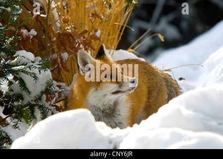 red fox (Vulpes vulpes), on the feed in winter, Switzerland, Sankt Gallen Stock Photo