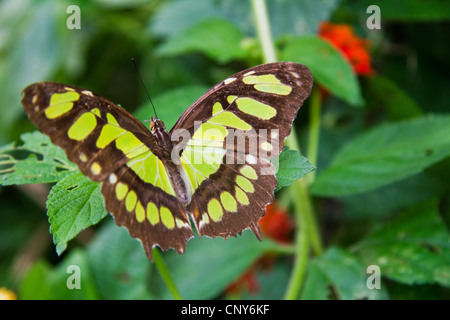 Green Butterfly Pearly Malachite, Selvatura National Park, Costa Rica, Central America Stock Photo