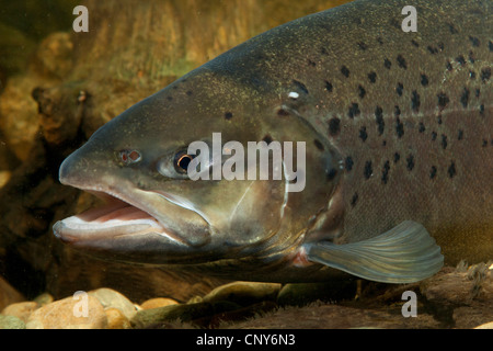lake trout (Salmo trutta lacustris), portrait of a milkner Stock Photo
