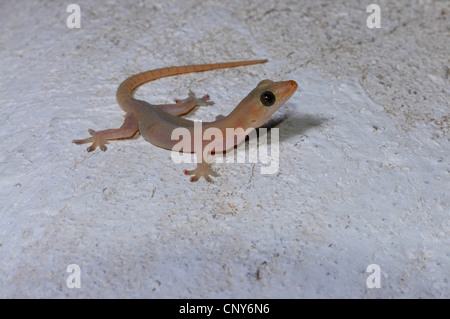 common house gecko   (Hemidactylus frenatus  ), sitting at a bright hause wall, Honduras, Copan Stock Photo