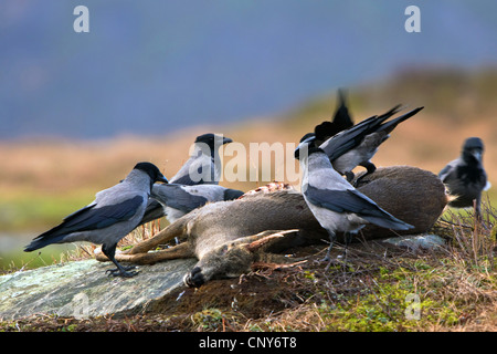 hooded crow (Corvus corone cornix), feeding on dead deer, Norway Stock Photo