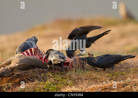 common raven (Corvus corax), feeding on dead deer, Norway Stock Photo