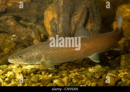 Danube salmon, huchen (Hucho hucho), spawner Stock Photo