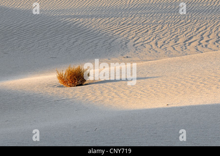 lonesome shrub on the Mesquite Sand Dunes at sunrise, USA, California, Death Valley National Park Stock Photo
