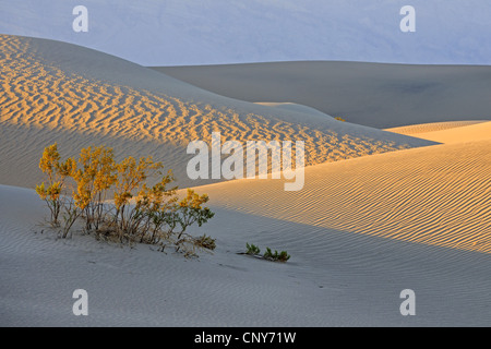 shrub on the Mesquite Sand Dunes at sunrise, USA, California, Death Valley National Park Stock Photo