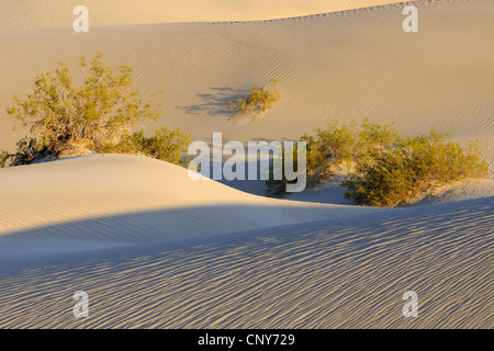 shrubs on the Mesquite Sand Dunes at sunrise, USA, California, Death Valley National Park Stock Photo