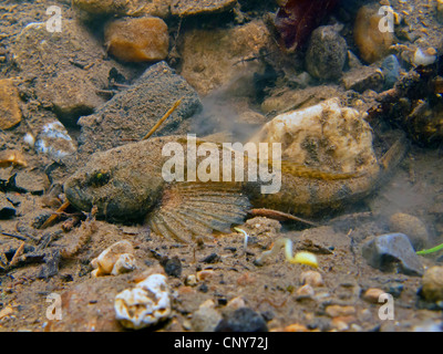 Miller's thumb, bullhead (Cottus gobio), male well camouflaged on mud and pebble ground, Germany, Bavaria, Goldach Stock Photo