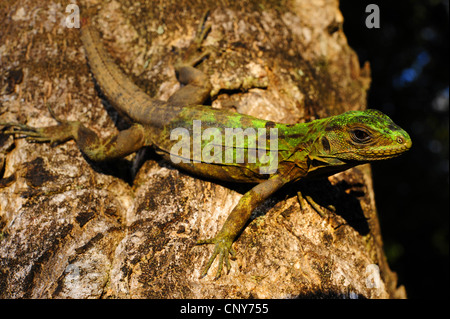 Roat�n Spiny-tailed Iguana, de Queiroz's Spiny-tailed Iguana (Ctenosaura oedirhina  ), juvenile of an endemic iguana von Roatan, Honduras, Roatan Stock Photo