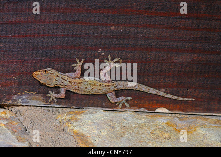 common house gecko (Hemidactylus frenatus  ), sitting at a wooden wall, Honduras, Roatan Stock Photo