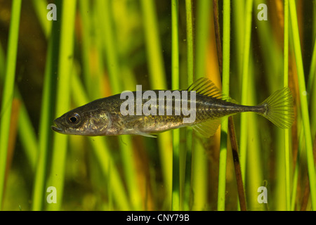 nine-spined stickleback (Pungitius pungitius), male in front of reed Stock Photo