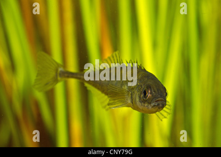 nine-spined stickleback (Pungitius pungitius), male in front of reed Stock Photo