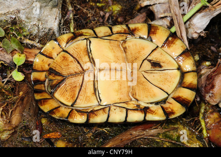 white-lipped mud turtle (Kinosternon leucostomum), underside, Honduras, Copan Stock Photo