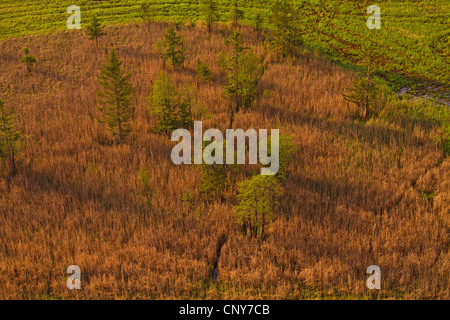 Murnauer Moos, Germany, Bavaria Stock Photo