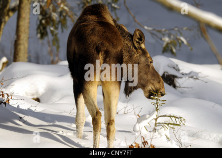 elk, European moose (Alces alces alces), feeding a coniferous shoot in snow, Germany, Bavaria, Bavarian Forest National Park Stock Photo