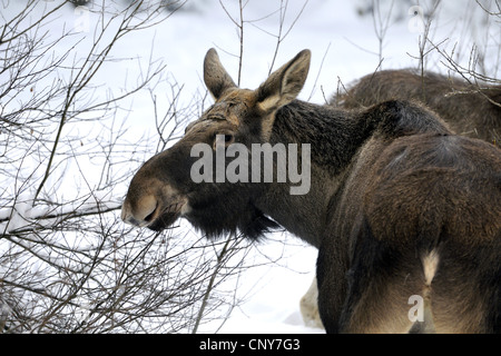 elk, European moose (Alces alces alces), feeding twigs in snow, Germany, Bavaria, Bavarian Forest National Park Stock Photo