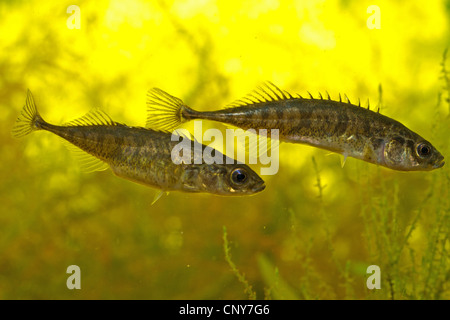 nine-spined stickleback (Pungitius pungitius), male (above) and female swimming side by side Stock Photo