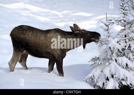 elk, European moose (Alces alces alces), feeding a snowy coniferous twig, Germany, Bavaria, Bavarian Forest National Park Stock Photo