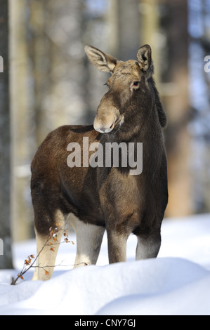 elk, European moose (Alces alces alces), cow elk standing in winter forest, Germany, Bavaria, Bavarian Forest National Park Stock Photo