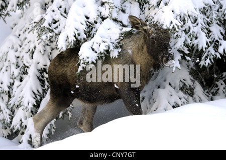 elk, European moose (Alces alces alces), feeding a coniferous twig in snow, Germany, Bavaria, Bavarian Forest National Park Stock Photo