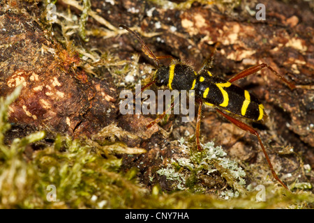 wasp beetle (Clytus arietis), male on dead wood, Germany, Bavaria Stock Photo