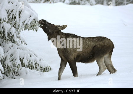 elk, European moose (Alces alces alces), feeding a coniferous twig in snow, Germany, Bavaria, Bavarian Forest National Park Stock Photo