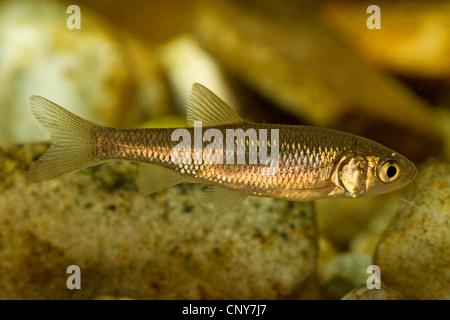 chub (Leuciscus cephalus, squalius cephalus), juvenile of 25 mm Stock Photo