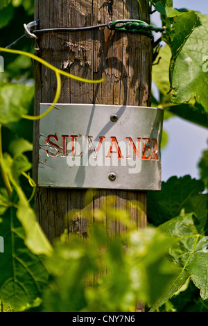 grape-vine, vine (Vitis vinifera), plate at a post of a row of grape vine pointing out the wine type 'Silvaner', Germany, Bavaria, Lower Franconia, Unterfranken Stock Photo