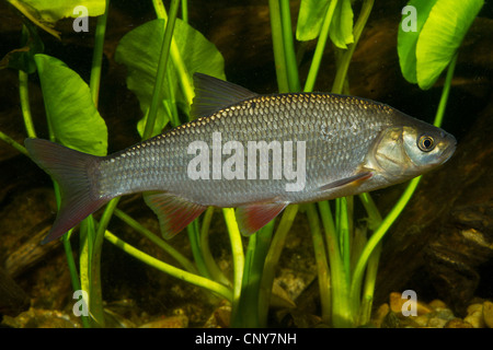 ide, orfe (Leuciscus idus), in front of pond-lilies Stock Photo