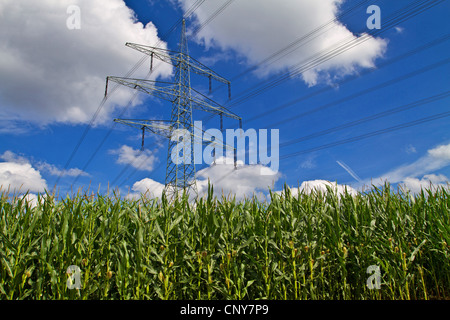 Indian corn, maize (Zea mays), maize field and power lines, Germany, Bavaria Stock Photo