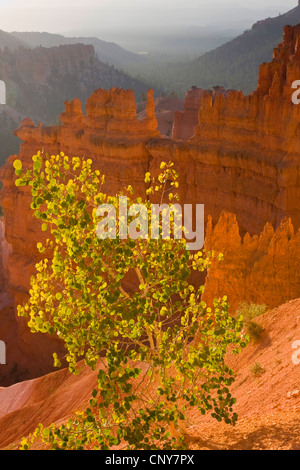 American aspen, quaking aspen, trembling aspen (Populus tremuloides), growing on the edge of Bryce Canyon, USA, Utah, Bryce Canyon National Park, Colorado Plateau Stock Photo