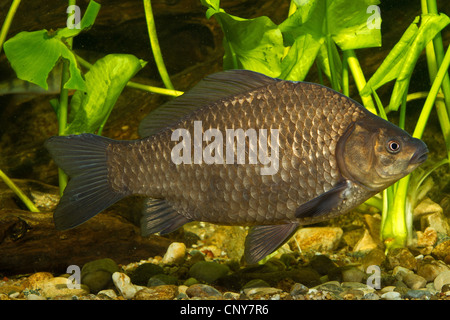 gibel carp, Prussian carp, German carp, Crucian carp (Carassius auratus gibelio), side view in front of water plant Stock Photo